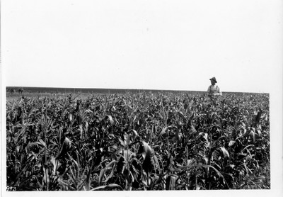 Corn Field