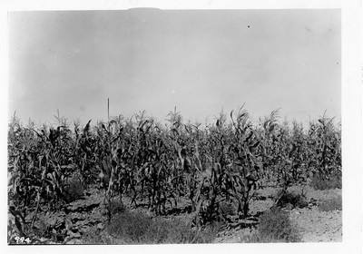 Corn Field