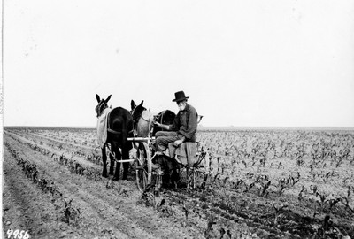 Corn - Cultivating