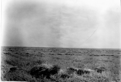 Wheat Field
