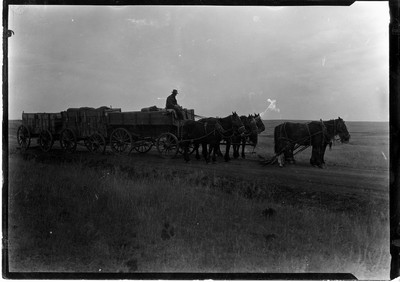 Hauling Wheat