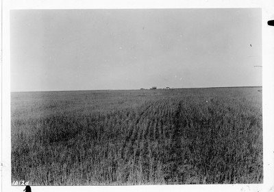 Rye Field