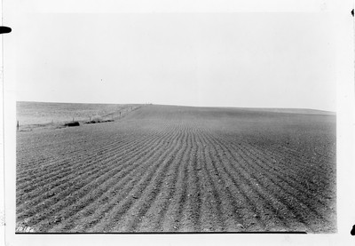 Summer Fallow