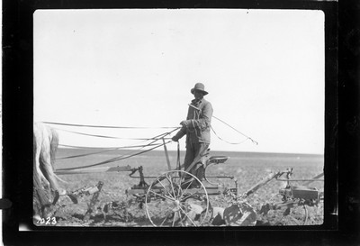 Twelve Horse Team