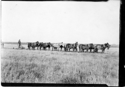 Plowing - Twelve Horses