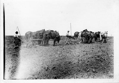 Plowing - Summer Fallow