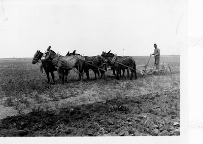 Plowing - Six Mule Team