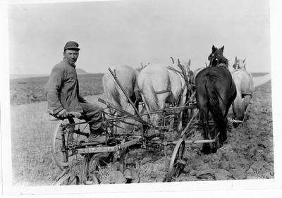 Plowing - Six Horse Team.