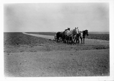 Plowing - Six Horse Team