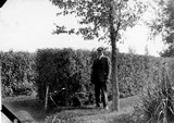 Lethbridge Station - Hedges