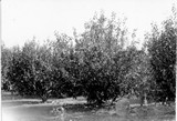 Lethbridge Station - Trees