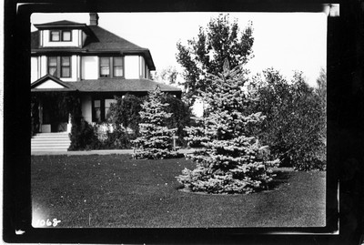 Lethbridge Station - Trees