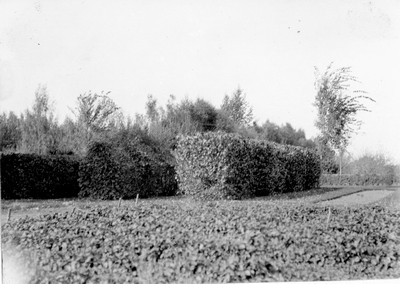 Lethbridge Station - Hedges