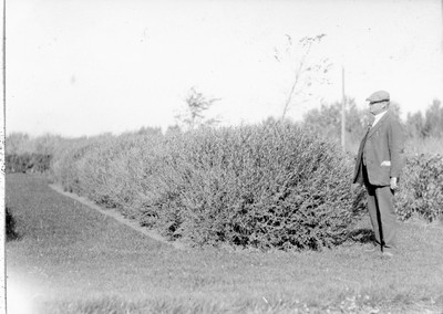 Lethbridge Station - Hedges