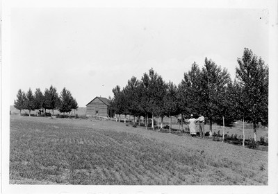 McMillian Farm - Poplar trees