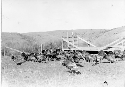 Turkeys