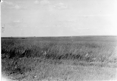 Grain Field