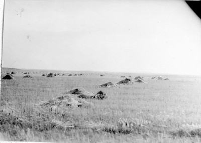 Wheat Field