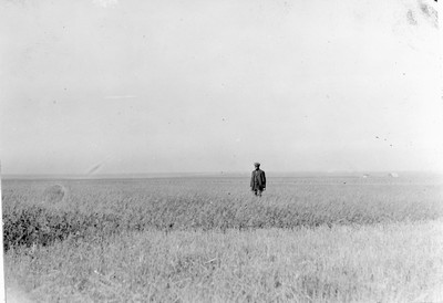 Oat Field