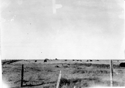 Cattle - Grazing