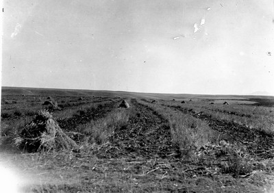 Strip Farming