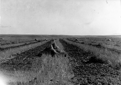 Strip Farming