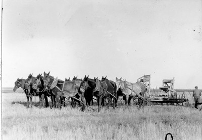Twelve Horse Team - Duckfoot Cultivator