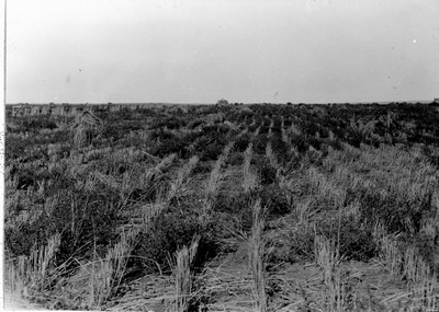 Stubble Field