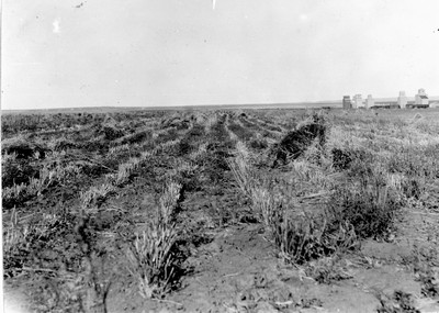Stubble Field