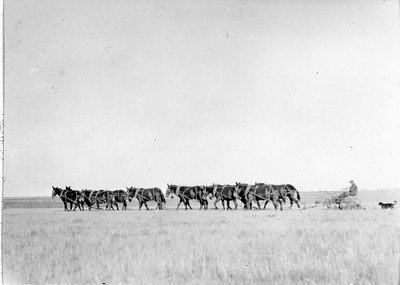 Twelve Mule Team