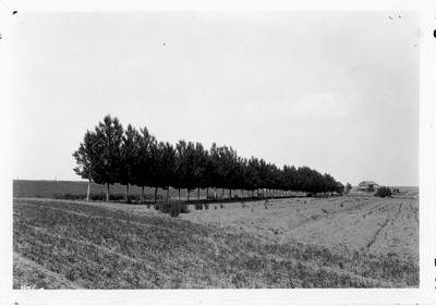 McMillian Farm - Poplar trees