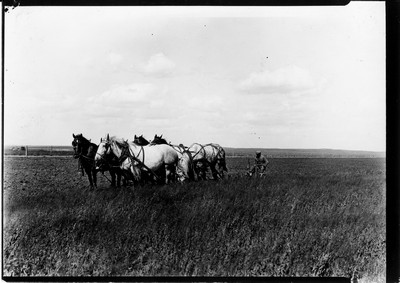 Plowing - Summer Fallow