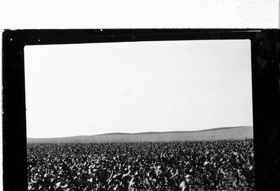 Corn