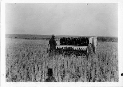 Wheat - Drilling and Rye