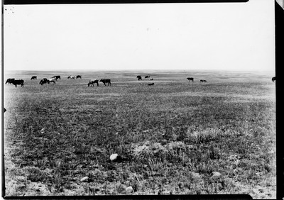 Dairy - Cattle