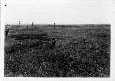 Turkeys