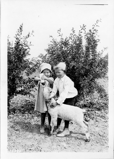 Sheep Feeding
