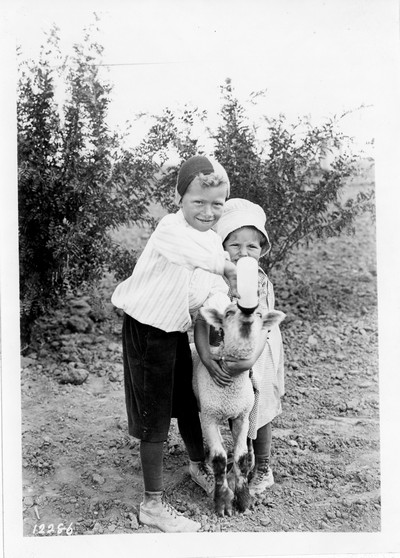Sheep Feeding