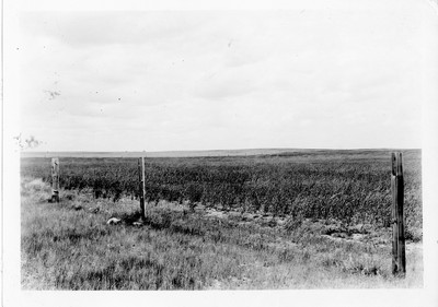 Rye Field