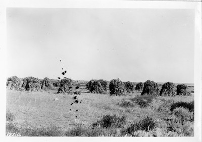 Corn Stacks
