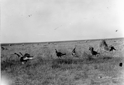 Turkeys