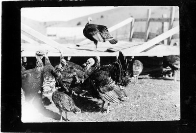 Turkeys