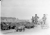 Hutterite Settlement