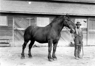 Hutterite Settlement - Horses
