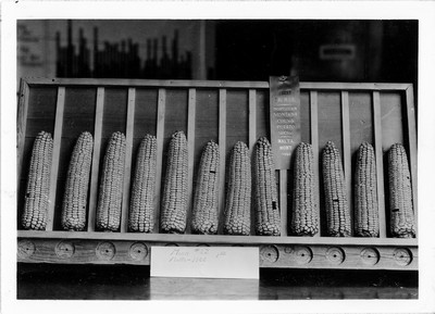 Montana State Corn Show, 1922