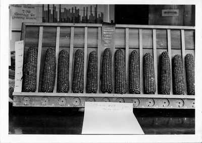 Montana State Corn Show, 1922