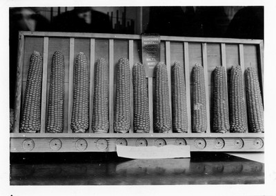 Montana State Corn Show, 1922