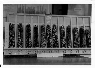 Montana State Corn Show, 1922