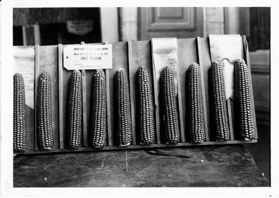 Montana State Corn Show, 1922