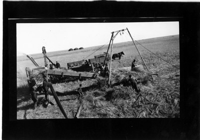 Wheat - Harvesting